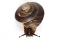 Pleurodonte excellens adult